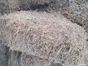 vând baloti de lucernă