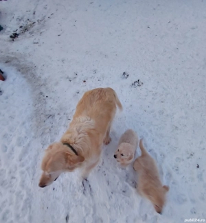 Golden retriever băiat  - imagine 5