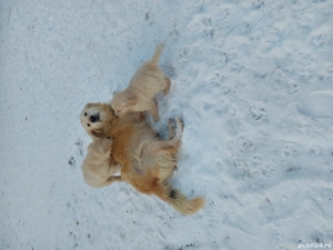 Golden retriever băiat  - imagine 3