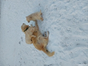 Golden retriever băiat  - imagine 2