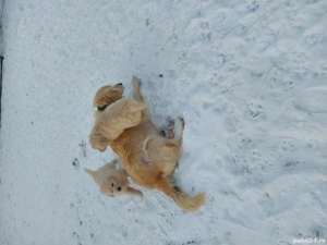 Golden retriever băiat 