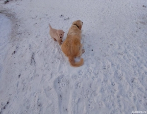Golden retriever băiat  - imagine 4
