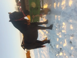 Vind minza neagră corb