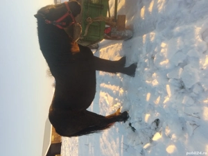 Vind minza neagră corb - imagine 2