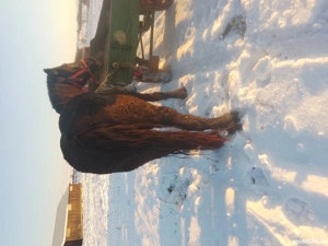 Vind minza neagră corb - imagine 3