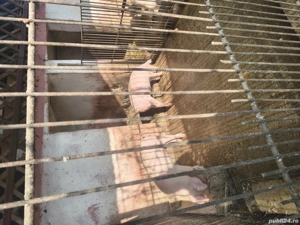 Purcei de vânzare  - imagine 3