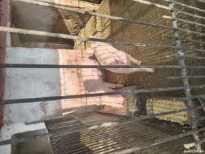 Purcei de vânzare  - imagine 4