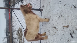 Vând 2 ponei cuminte o femelă și unul castrat - imagine 2