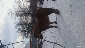 Vând 2 ponei cuminte o femelă și unul castrat - imagine 3