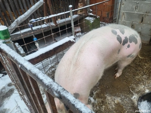 Porci de vanzare - imagine 3