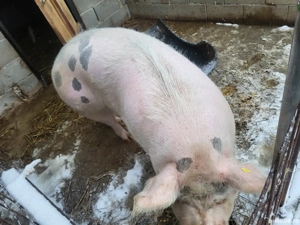 Porci de vanzare - imagine 2