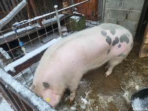 Porci de vanzare - imagine 4