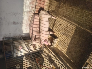 Porci de vanzare 