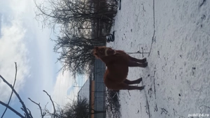 Vând iapă ponei cuminte și ascultătoare și ponei castrat  - imagine 4