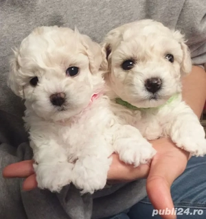 Cățeluși Bichon Frisé de vânzare   