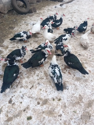 rațe leșești - imagine 2