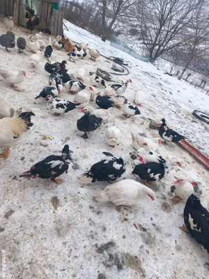 rațe leșești - imagine 3