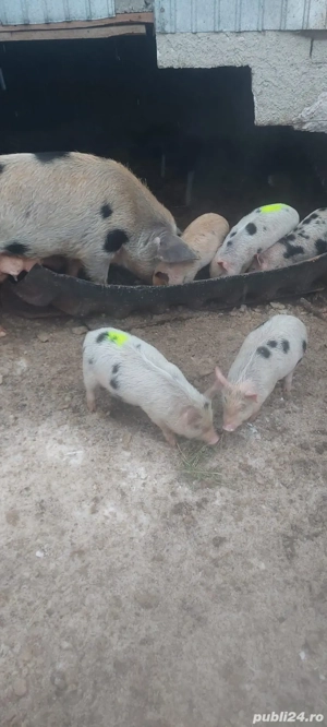 Purcei landras cu perian  - imagine 2