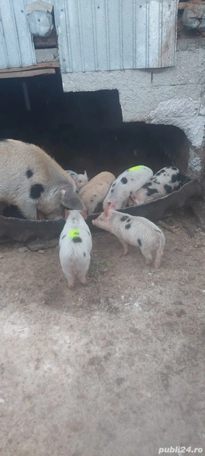 Purcei landras cu perian 