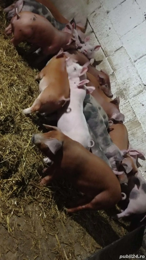 Purcei de 12 săptămâni 