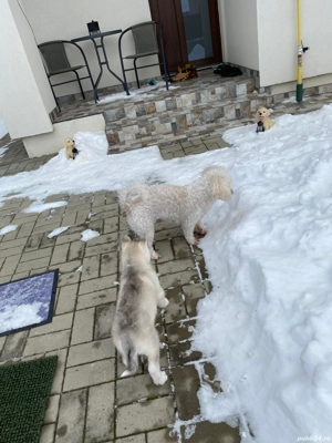 Pui Hushy Siberian, albcu gri - imagine 3