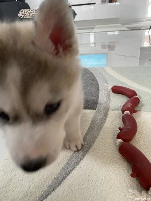 Pui Hushy Siberian, albcu gri - imagine 4