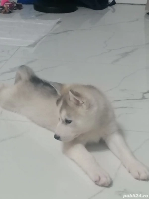 Pui Hushy Siberian, albcu gri - imagine 2