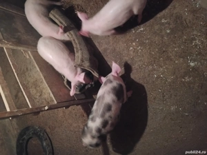 vand 4 șoldani sau schimb cu vițea sau miei. - imagine 4