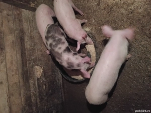 vand 4 șoldani sau schimb cu vițea sau miei. - imagine 3