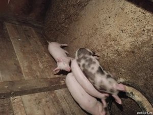 vand 4 șoldani sau schimb cu vițea sau miei. - imagine 5