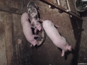 vand 4 șoldani sau schimb cu vițea sau miei.