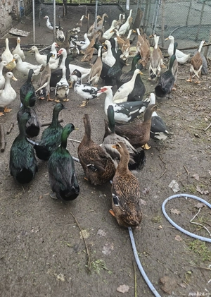 Rate rouen, indiana alergatoare, cayuga, pekin, muta