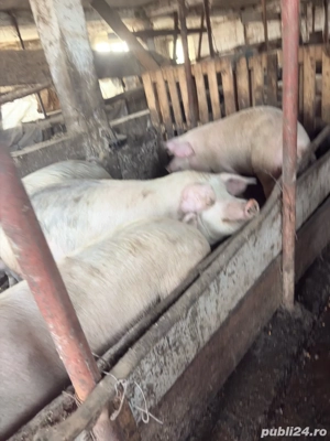 porci 100 - 150 kg  - imagine 3