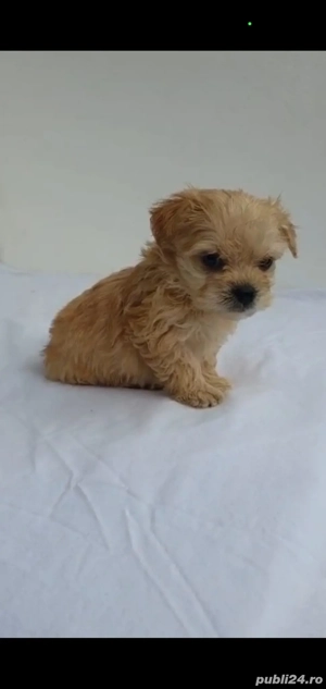 Maltipoo Apricot  - imagine 2