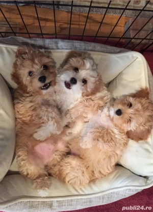 Maltipoo Apricot 