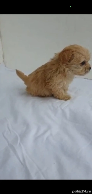 Maltipoo Apricot  - imagine 3