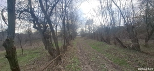 Vând teren intravilan 4900m2 - imagine 4