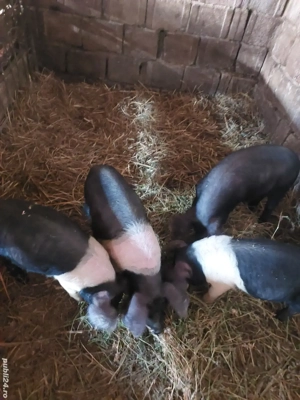 Vând 4 scrofite bazna