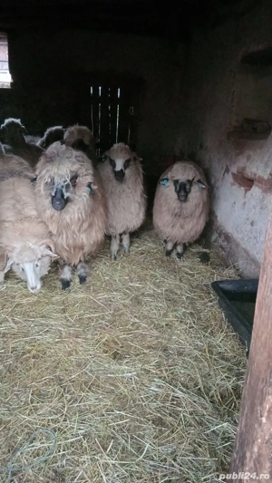 Vând mioare tinere gestante  - imagine 4