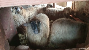 Vând mioare tinere gestante  - imagine 3