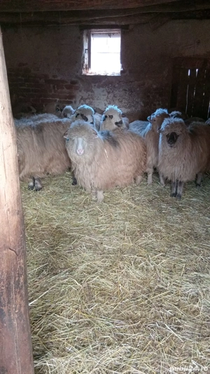 Vând mioare tinere gestante  - imagine 5