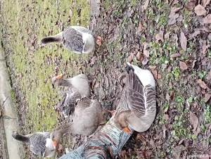 Vând gâște tinere și ouă proaspete pentru incubat sau consum 