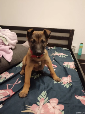 vand Ciobanesc belgian malinoa  - imagine 2