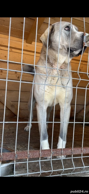 mascul ciobanesc de asia centrala