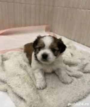 Bichon Havanez cu pedigree 