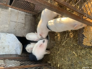 Vand grasuni de vietnamez