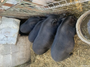 Vand grasuni de vietnamez - imagine 2