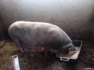 Scroafa gestanta in 3 luni