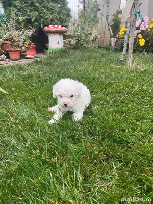 bichon maltez fata baiat - imagine 2