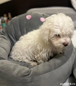 bichon maltez fata baiat